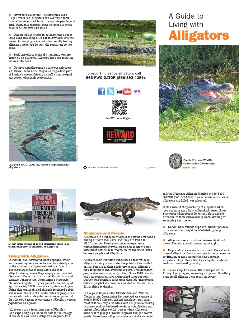 A Guide to Living With Alligators
