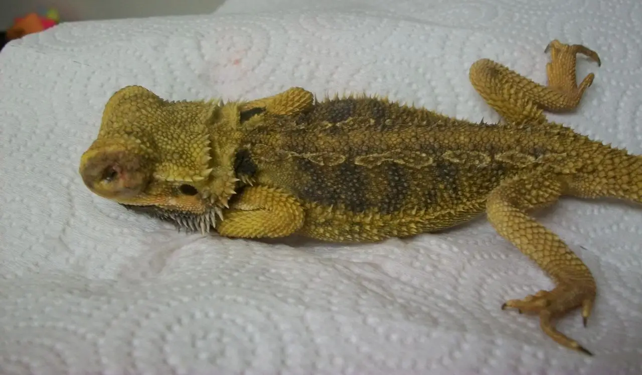 Can Bearded Dragons Get the Flu?
