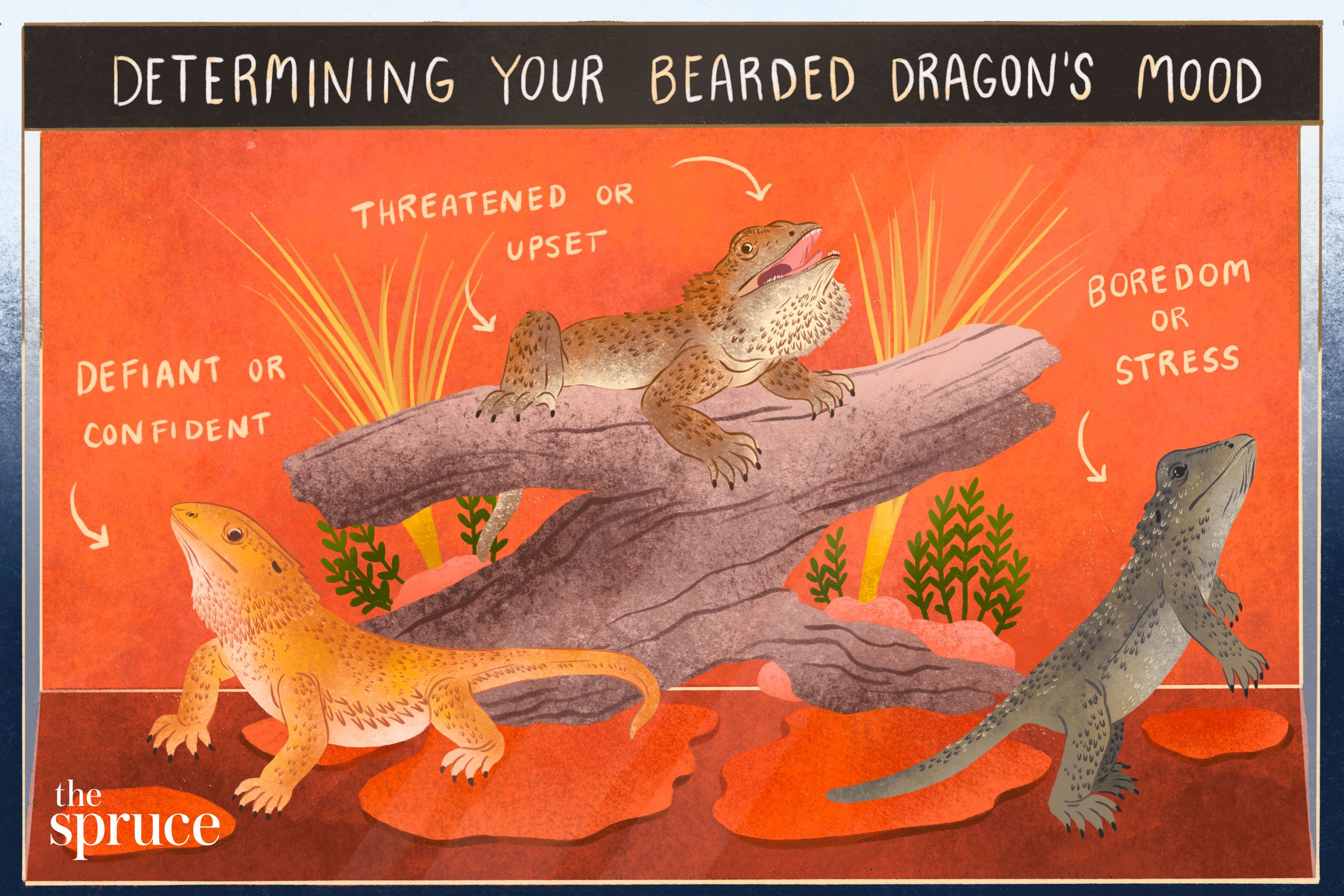 Bearded Dragon Behavior, Body Language and Health