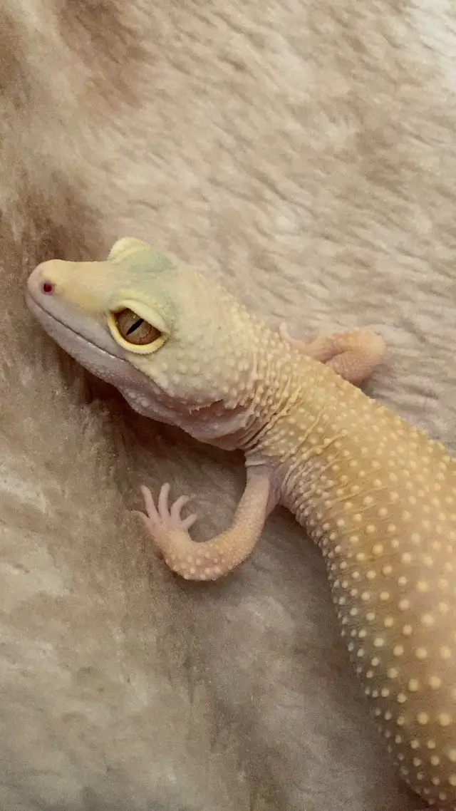 Why is My Leopard Gecko Breathing Fast?