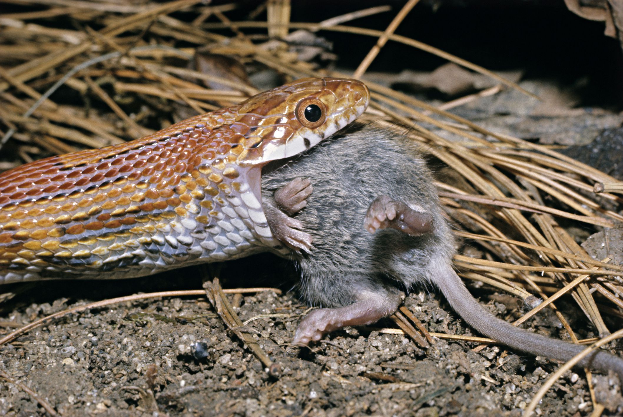 Do All Snakes Eat Mice?