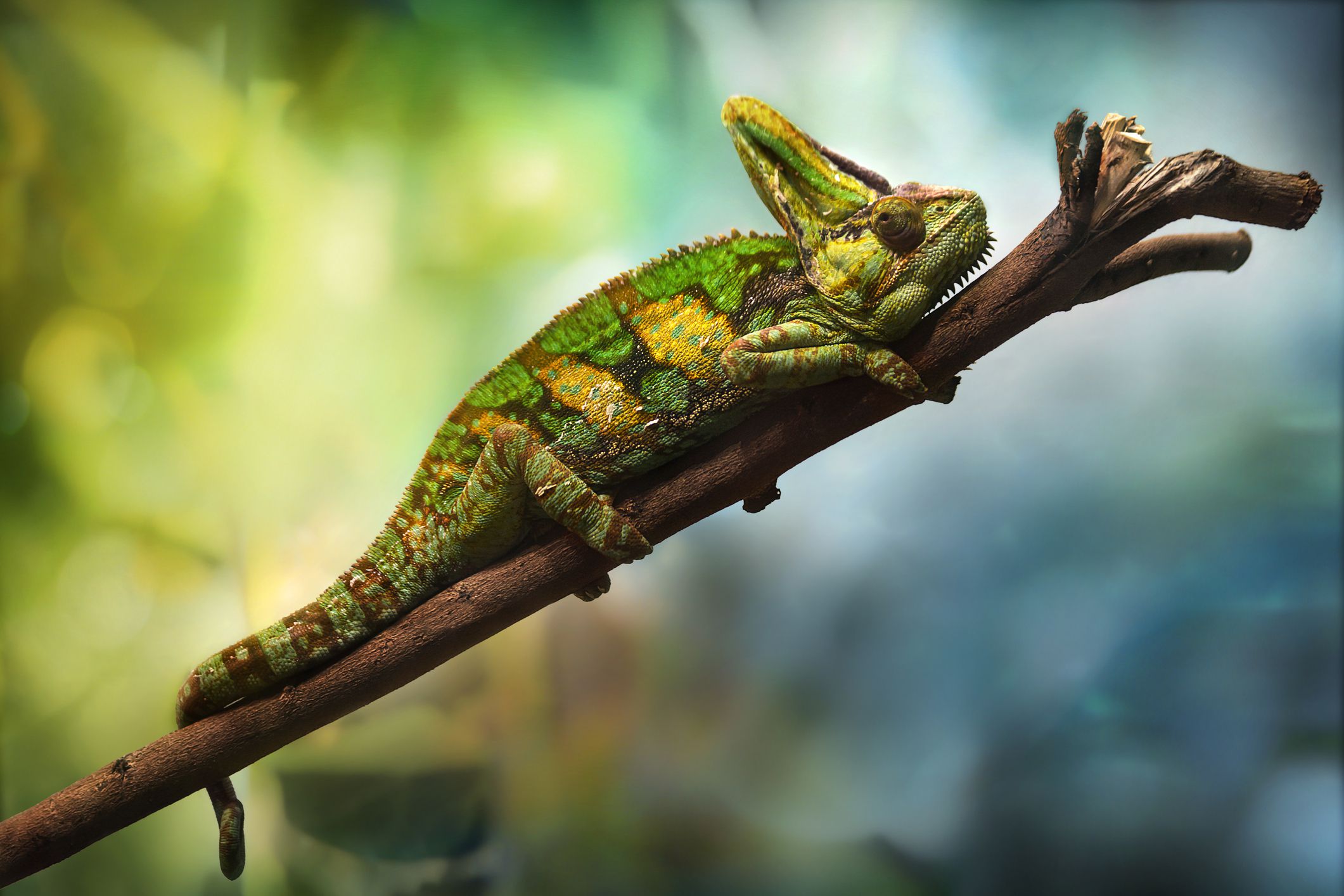 Are Veiled Chameleons Friendly?