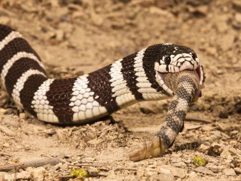 Are King Snakes Immune to Rattlesnake Venom?