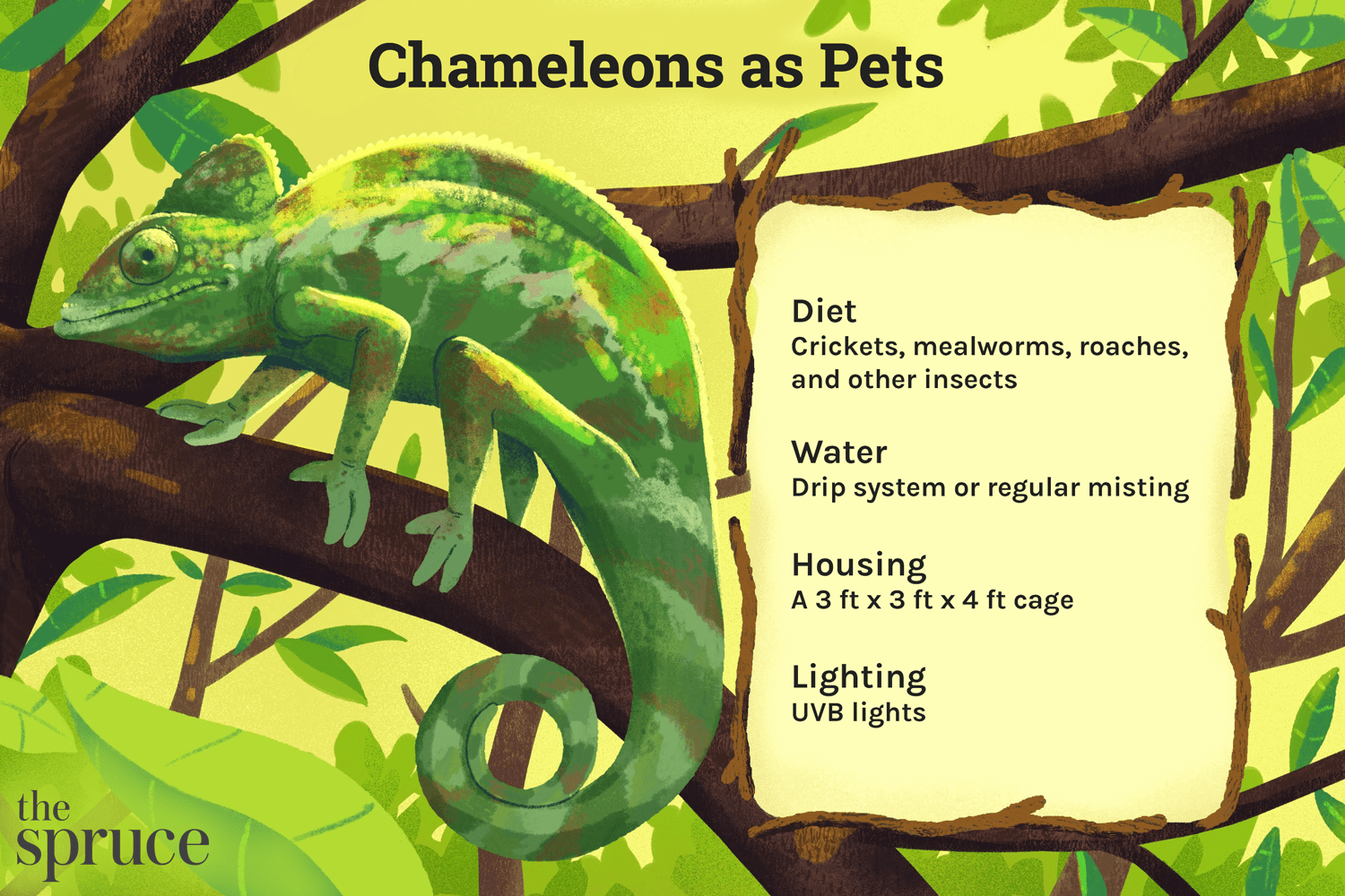 How to Take Care of a Chameleon for Beginners?