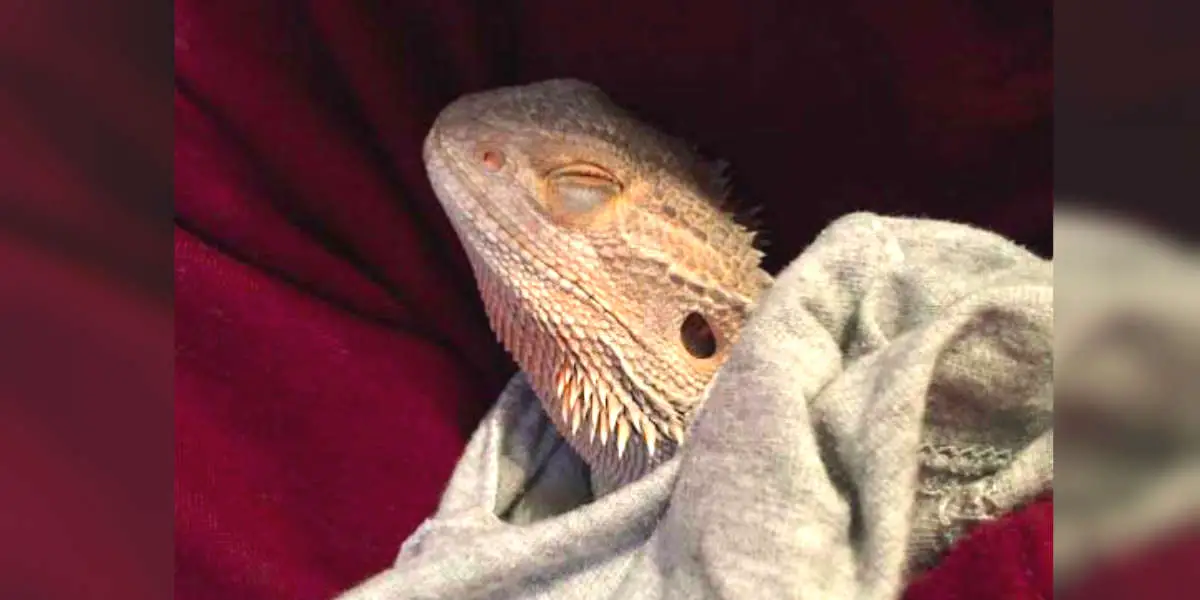 Do Bearded Dragons Like Blankets?