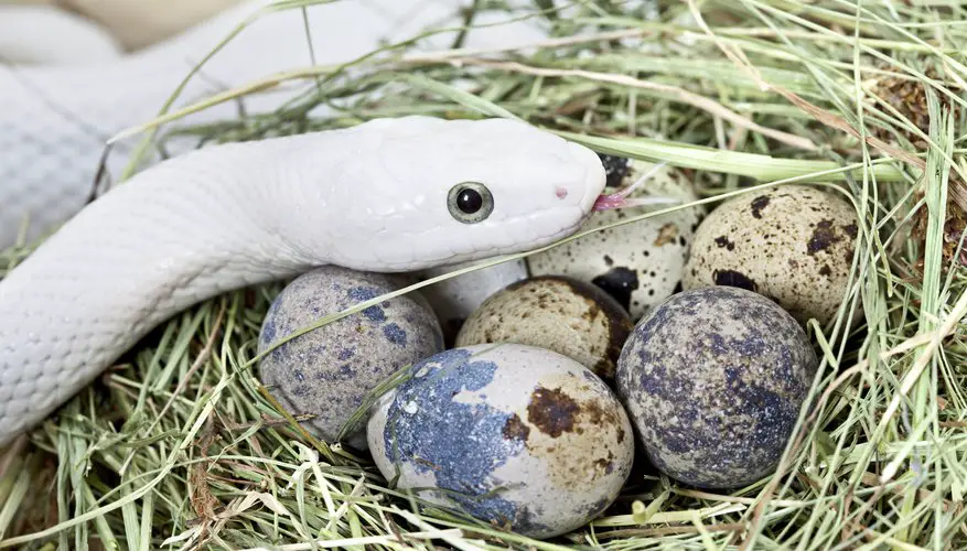Snake Eggs Vs Bird Eggs