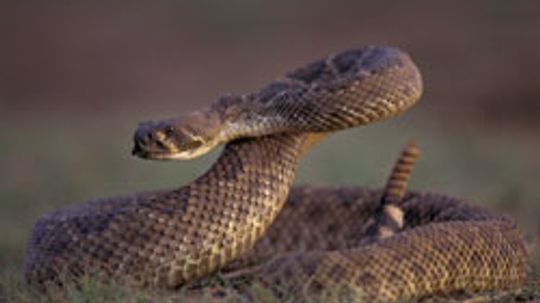 How to Scare Away Rattlesnakes?