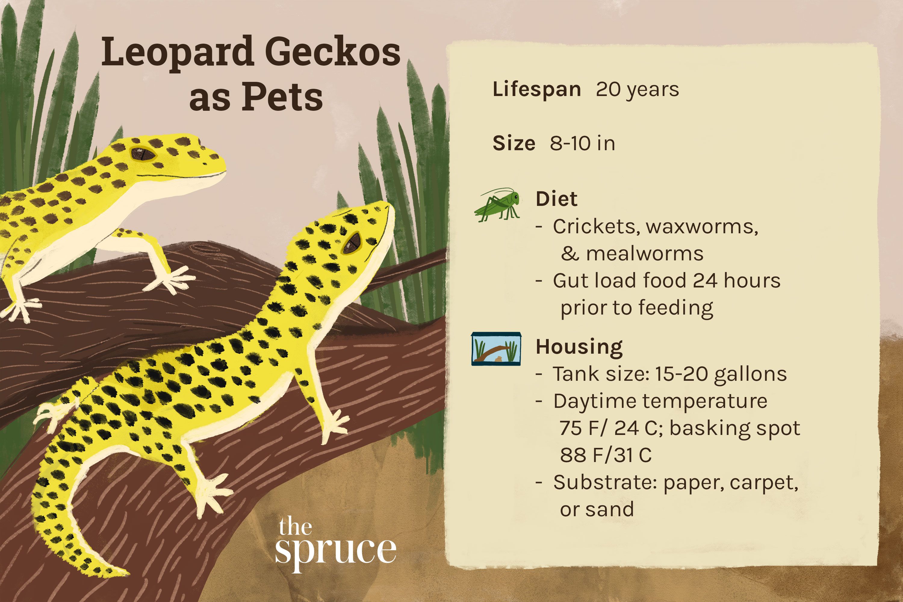 Are Leopard Geckos Hard to Take Care of?