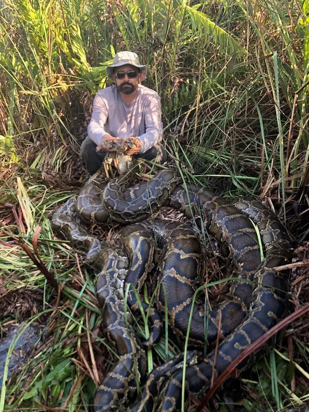 Does the Burmese Python Have Any Predators?