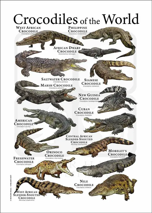 5 Different Types of Alligators Found in the World