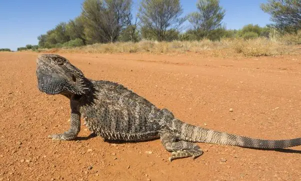 How Well Can Bearded Dragons See?