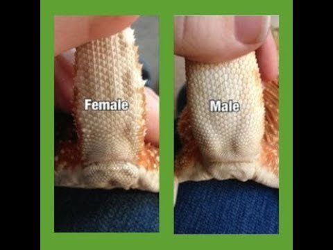 How to Tell Bearded Dragon Gender?