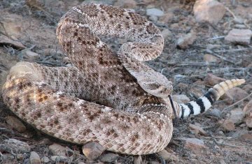Is It Illegal to Kill a Rattlesnake in Arizona?