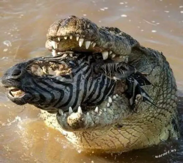 How Do Alligators Kill Their Prey?