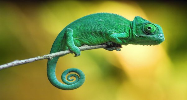 How Do Chameleons Defend Themselves?