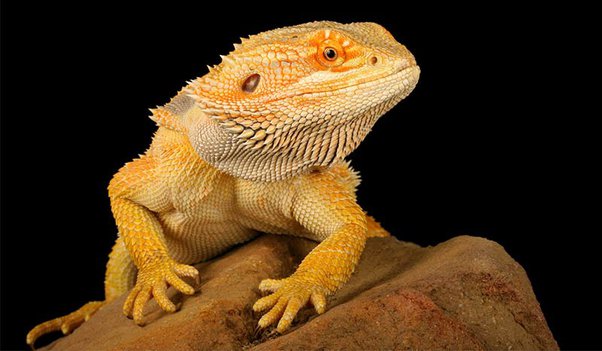 Are Bearded Dragons Dinosaurs?
