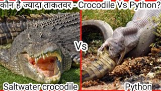 Reticulated Python Vs Saltwater Crocodile