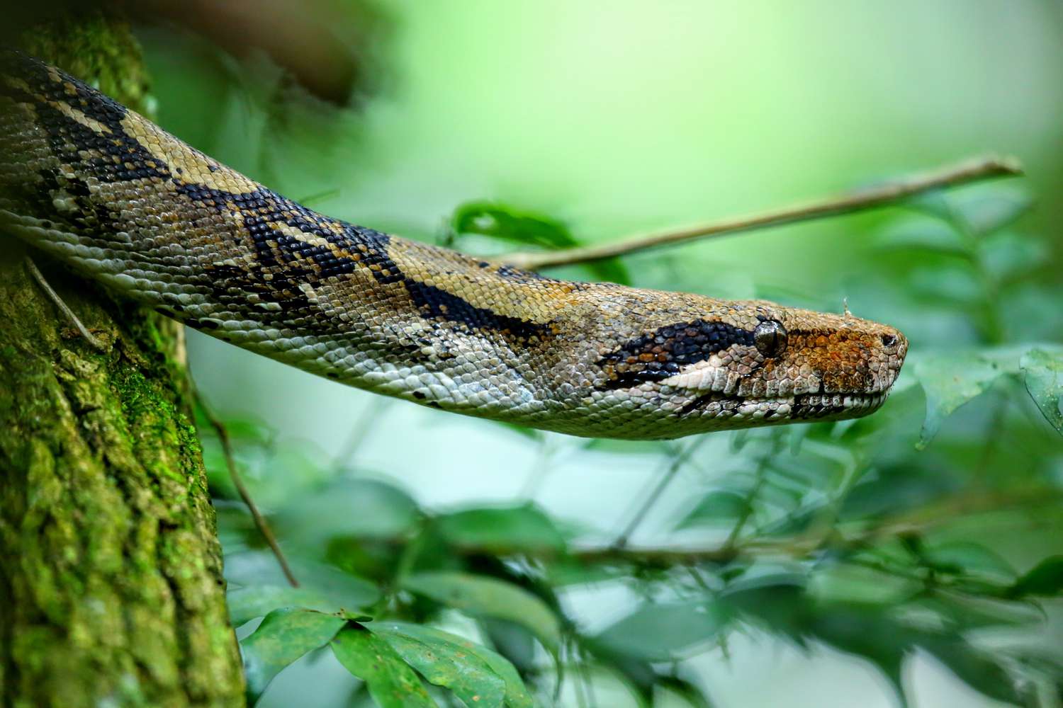 10 Fascinating Facts About Boa Constrictors You Didn't Know
