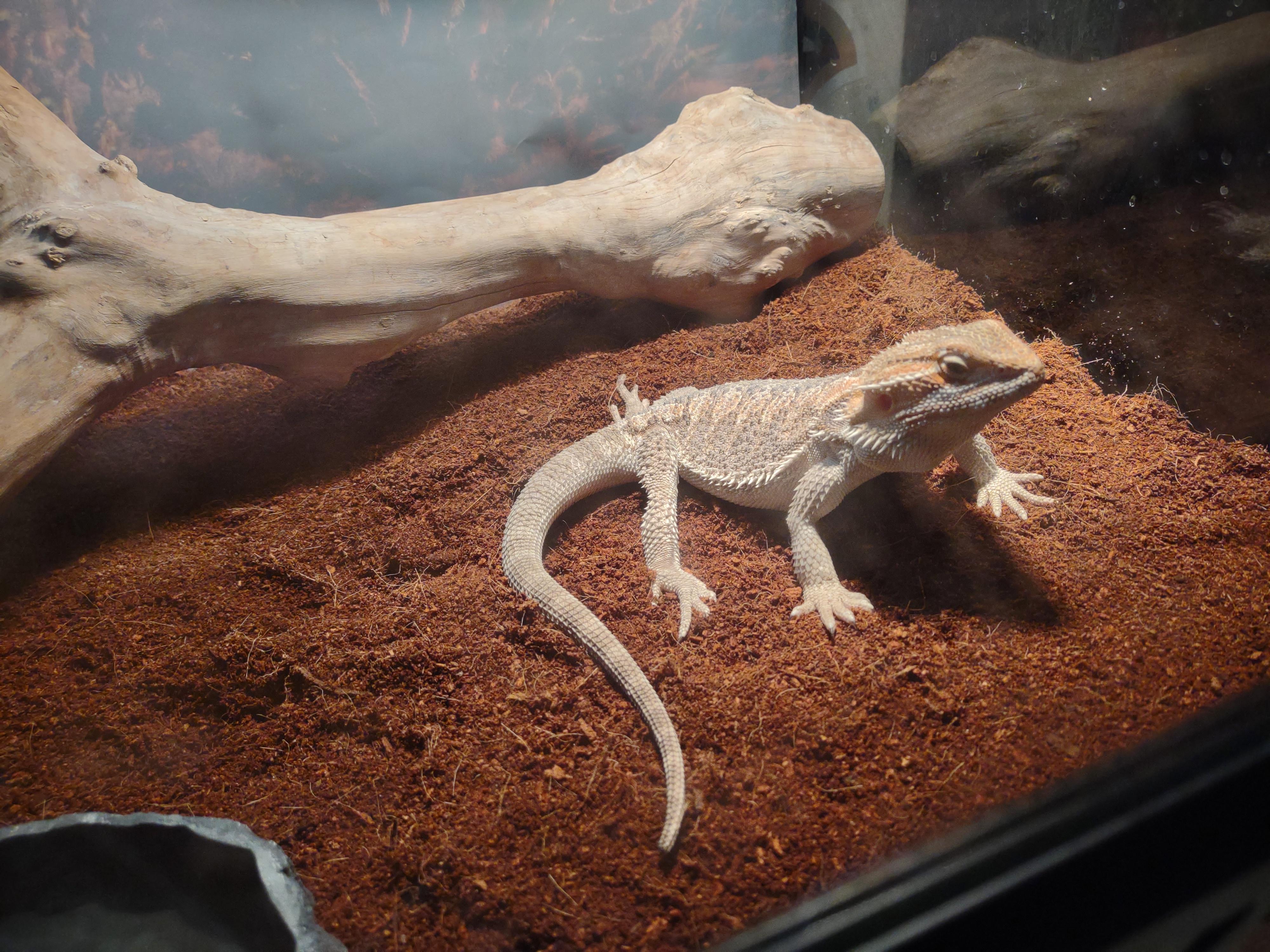Can Bearded Dragons Have Coconut?