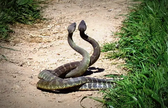 When Do Rattlesnakes Mate?