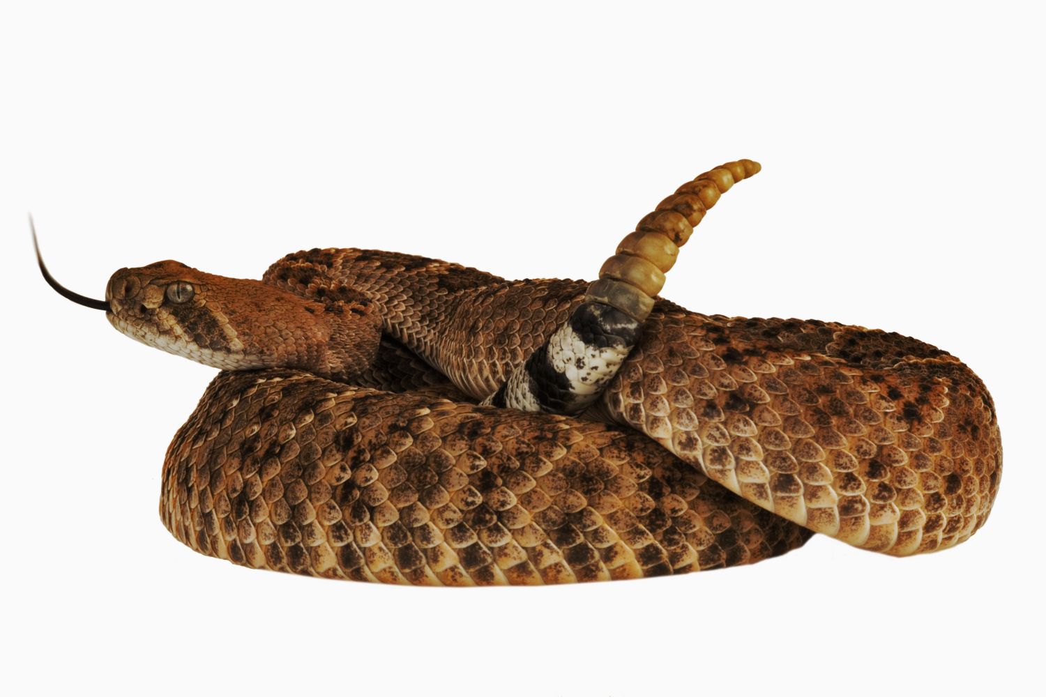 Is a Rattlesnake an Omnivore?