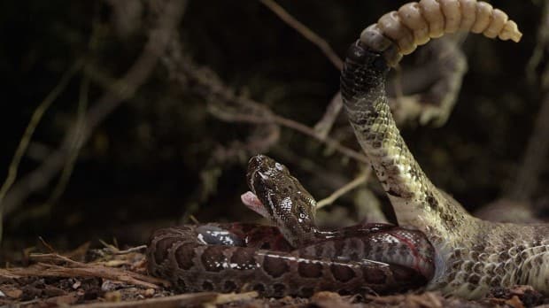 When Are Rattlesnakes Born?