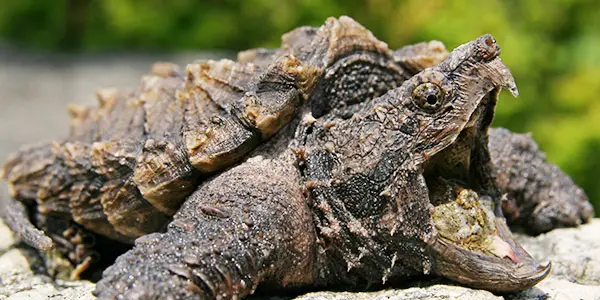 What is a Alligator Snapping Turtle?