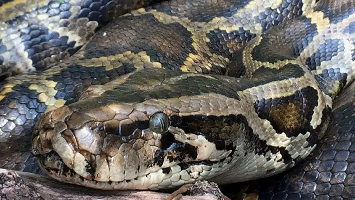 How to Get Rid of Burmese Pythons?