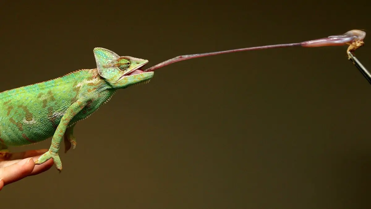 How Do Chameleons Catch Their Food?
