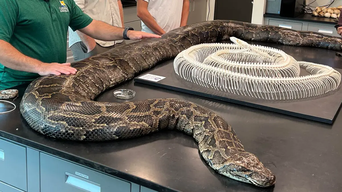 What is the Largest Burmese Python?