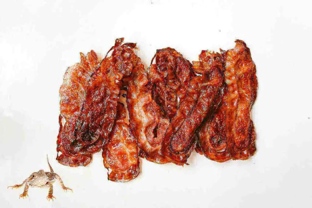 Can Bearded Dragons Eat Bacon