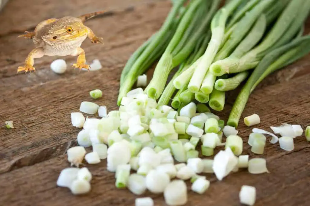 Can Bearded Dragons Eat Green Onions