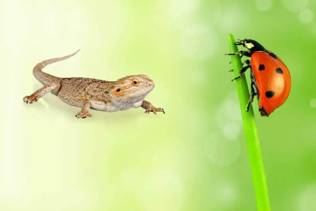 Can Bearded Dragons Eat Ladybugs