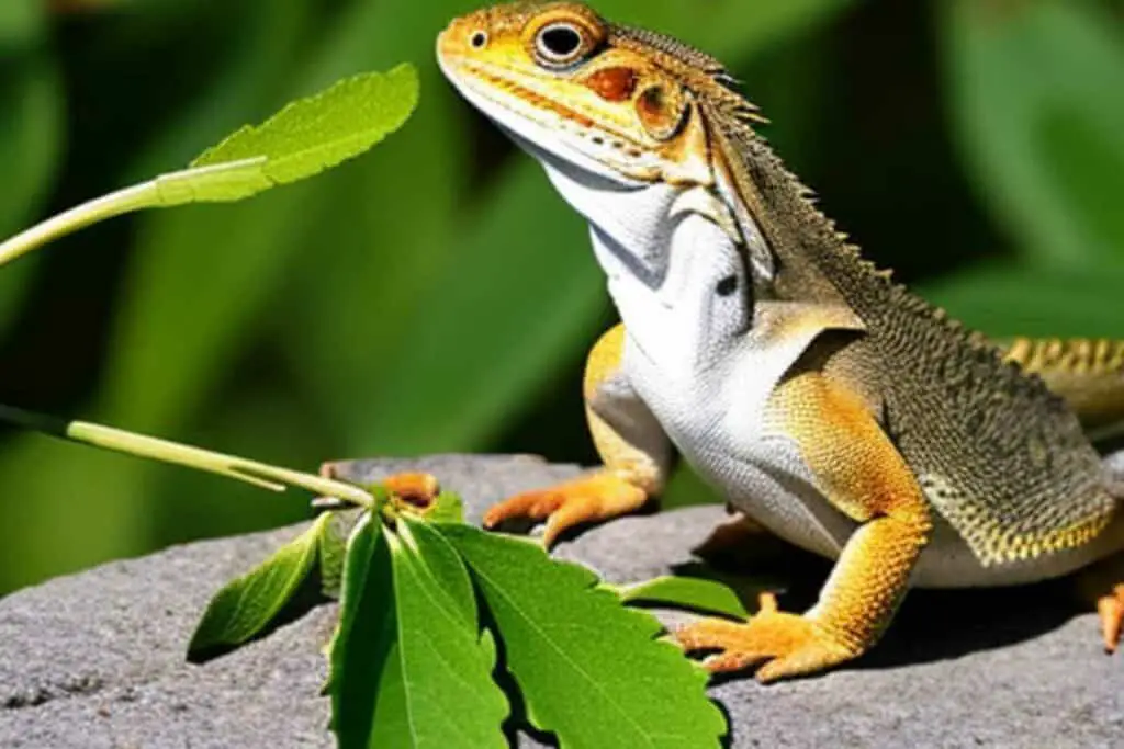 Can Bearded Dragons Eat Sage