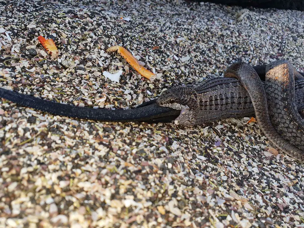 cannibalistic snake