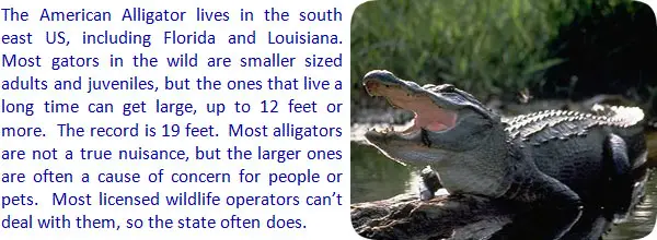 infoalligator