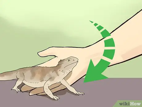 v4 460px Train a Bearded Dragon Step 4