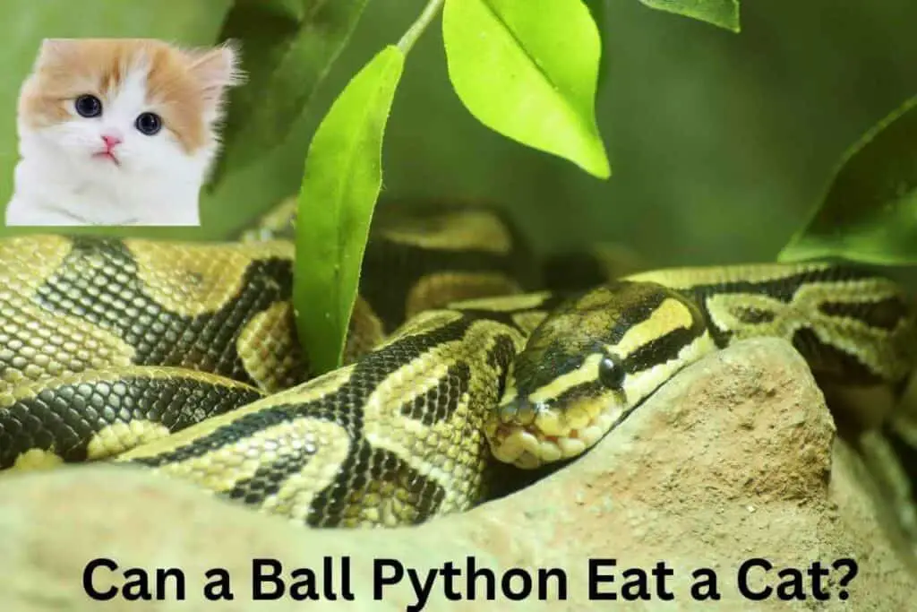Can a Ball Python Eat a Cat