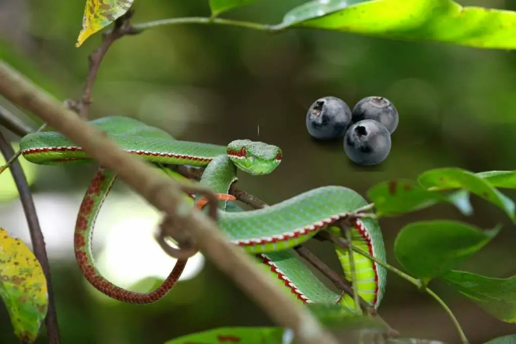Do-Snakes-Eat-Berries