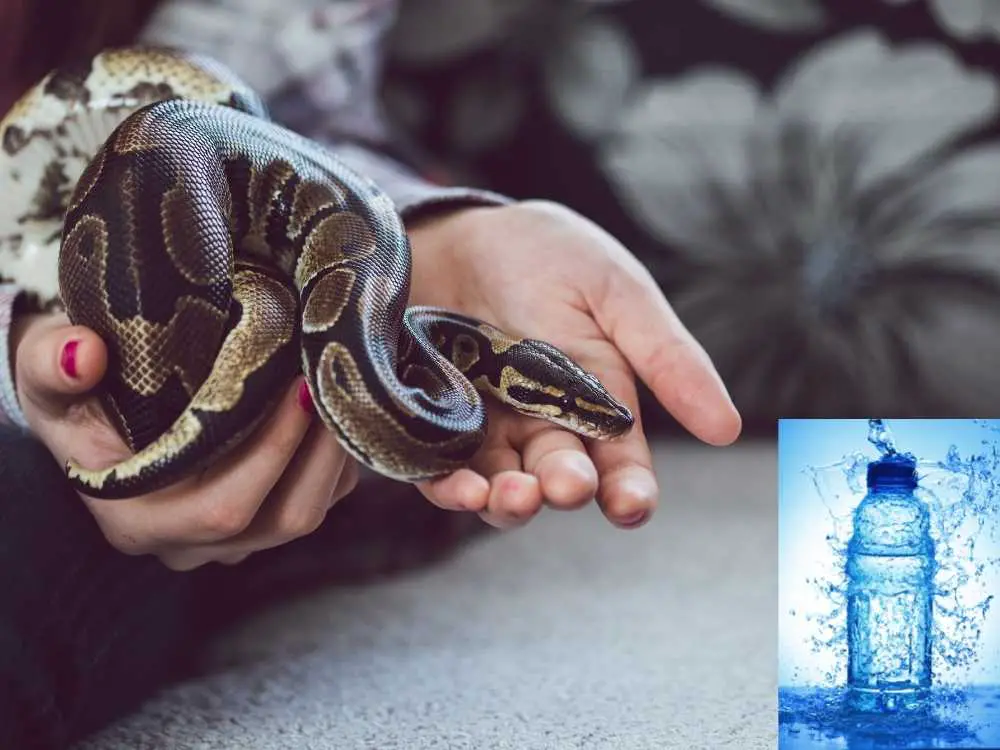 Is Bottled Water Safe for Snakes? (Explained!)