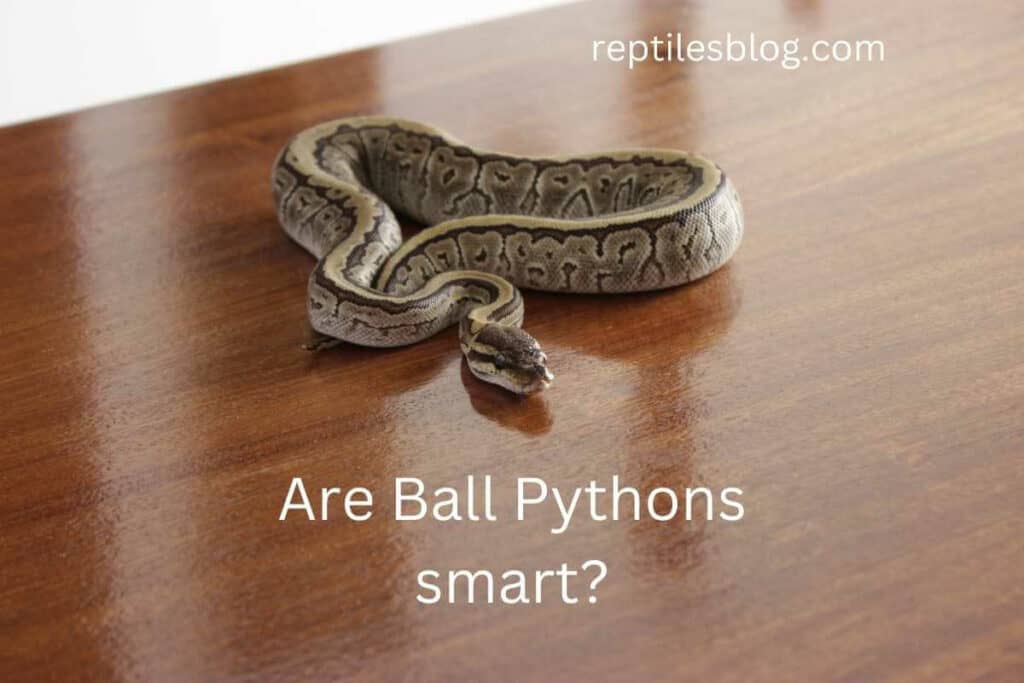 Are Ball Pythons smart