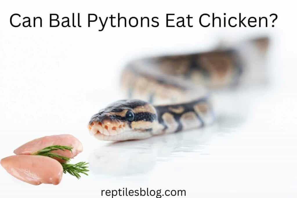 Can Ball Pythons Eat Chicken