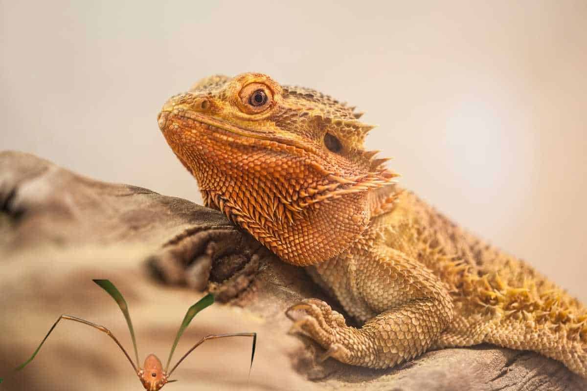 Can Bearded Dragons Eat Daddy Long Legs?