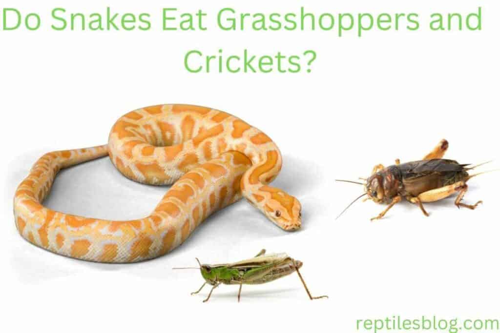 Do Snakes Eat Grasshoppers and Crickets