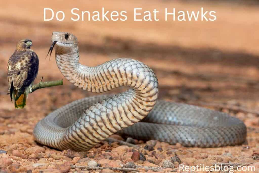 Do Snakes Eat Hawks