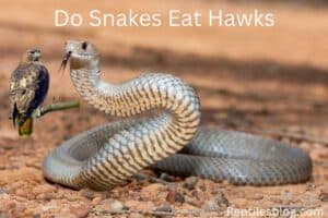 Do Snakes Eat Hawks 300x200 