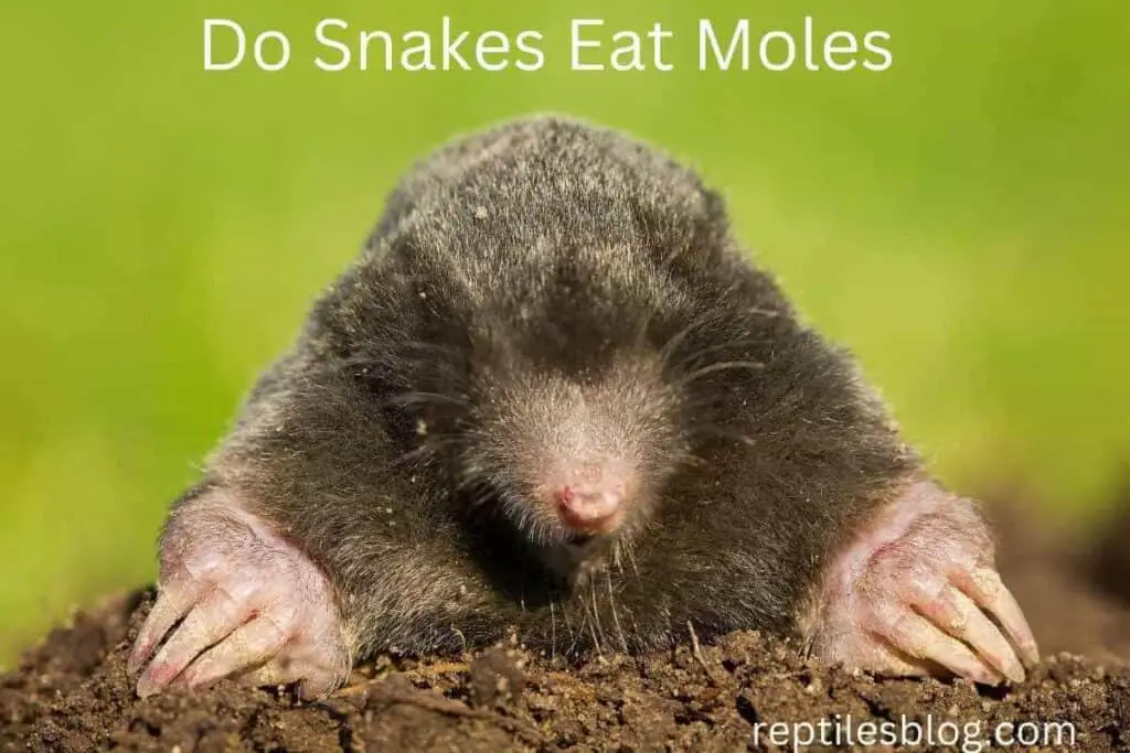 Do Snakes Eat Moles