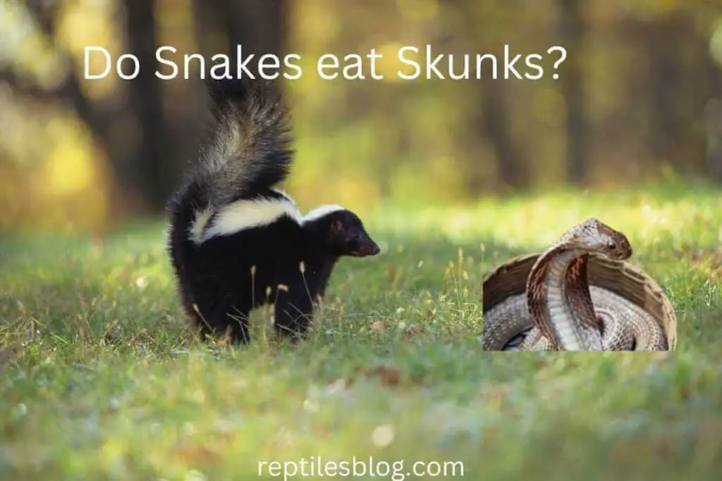 Do Snakes Eat Skunks?