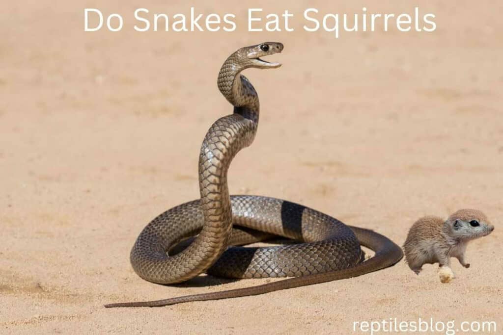 Do Snakes Eat Squirrels