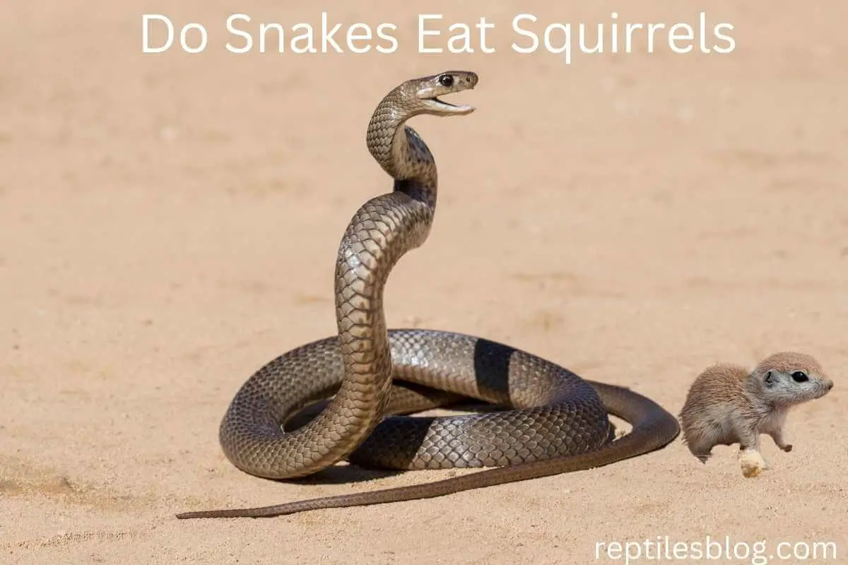 Do Snakes Eat Squirrels? (Everything You Need To Know!)